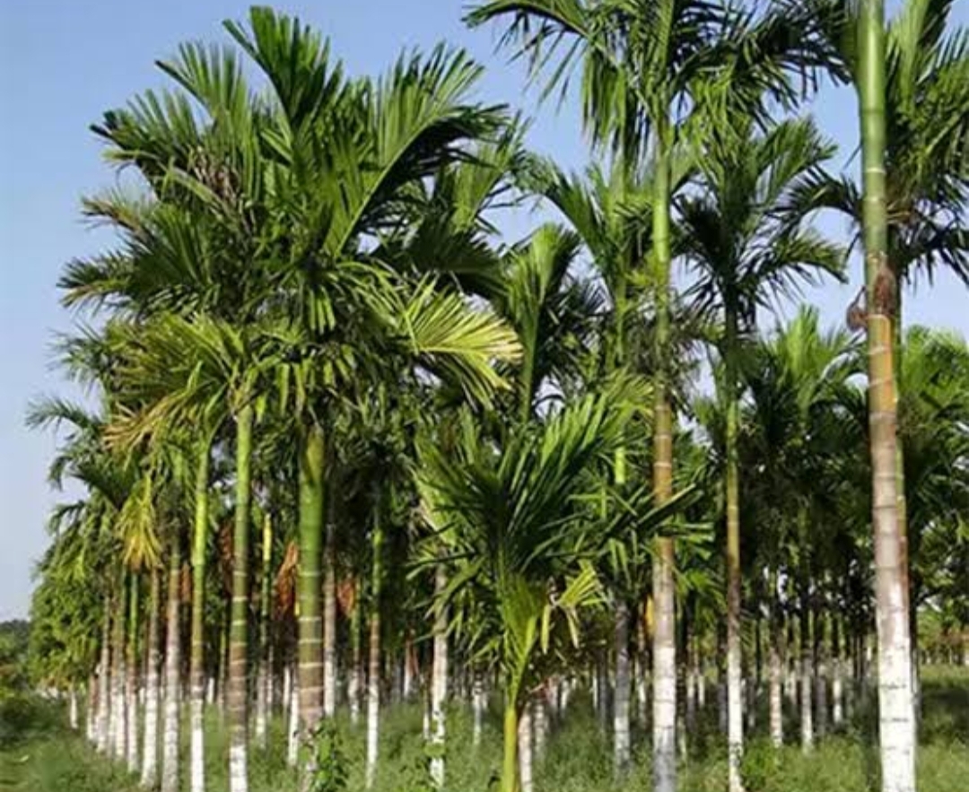 रोठा सुपारी झाडांची उंची होणार कमी