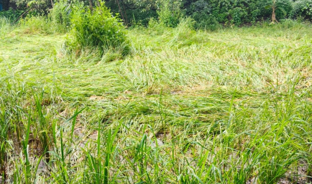 अवकाळी पावसामुळे झालेल्या नुकसान भरपाईची शेतकऱ्यांना प्रतीक्षा 