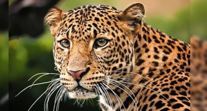 श्रीवर्धन तालुक्यांत  बिबट्याची दहशत