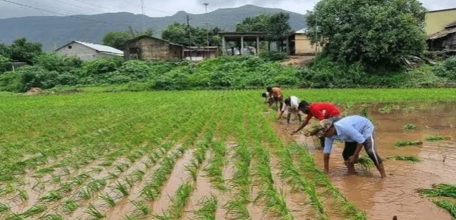 खरीप हंगामात रायगडमध्ये ८१ हजार हेक्टर क्षेत्रावर भात पिकाची लागवड