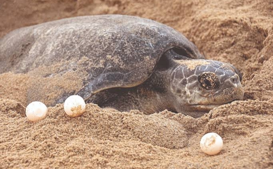 ऑलिव्ह रिडले जातीच्या कासवांचे संवर्धन