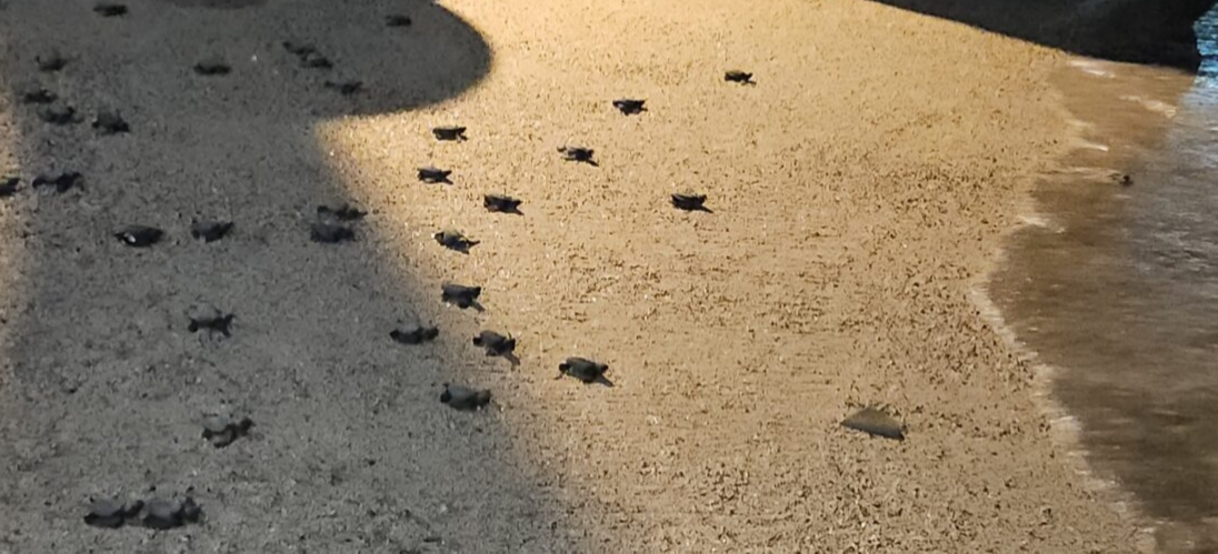 ऑलिव्ह रिडले कासवाची ६८ पिल्ले समुद्रात विसावली