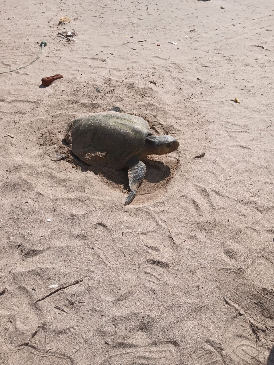 किहीम समुद्र किनारी दुर्मीळ ऑलिव्ह रिडले कासवाच्या मादिने केले घरटे