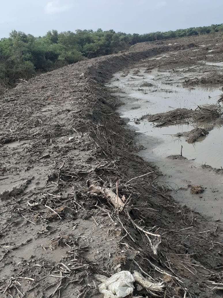 मानकुले-सोनकोठा-हाशिवरे खारबंदिस्तीची दुरावस्था शेकडो एकर भातशेती नापिक