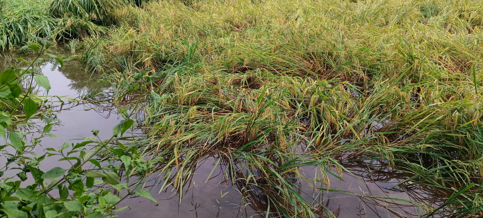 अतिवृष्टी व पुरामुळे बाधित शेतकऱ्यांना मिळणार नुकसान भरपाई