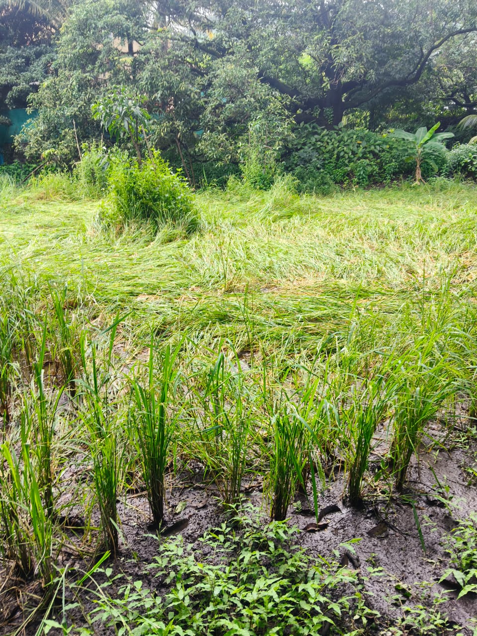 खरीप हंगामात ४ हजार ३७५ हेक्टर क्षेत्रावरील भात पिकाचे नुकसान